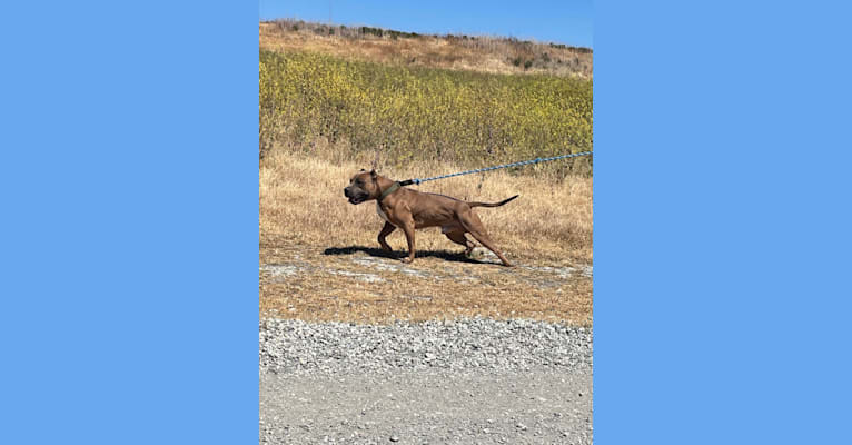 Storm King, an American Bully tested with EmbarkVet.com