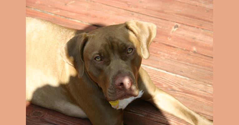 Remy, a Staffordshire Terrier and Cane Corso mix tested with EmbarkVet.com