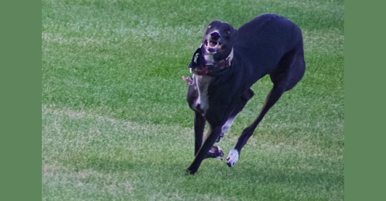 Nala, a Greyhound tested with EmbarkVet.com