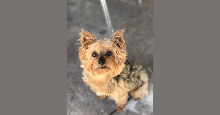Ross, a Yorkshire Terrier tested with EmbarkVet.com