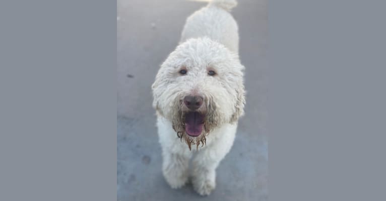 Zeus, a Poodle (Standard) tested with EmbarkVet.com