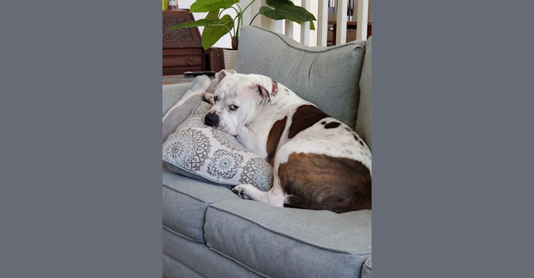 Zeus, an American Bulldog tested with EmbarkVet.com