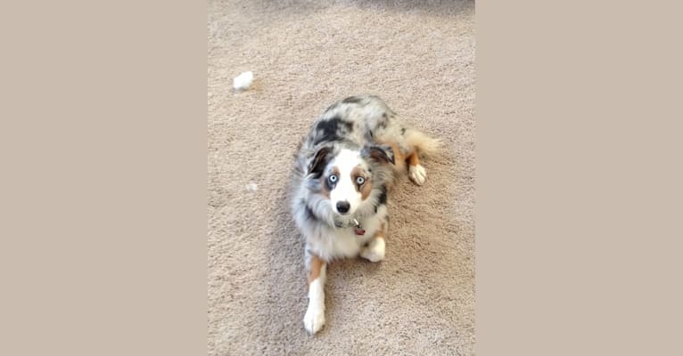 MaizyRose, an Australian Shepherd Group tested with EmbarkVet.com