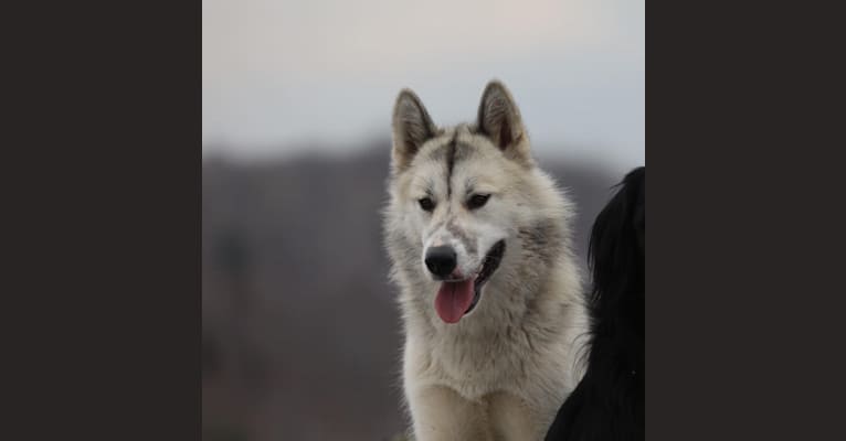 Suka, a Canadian Eskimo Dog tested with EmbarkVet.com