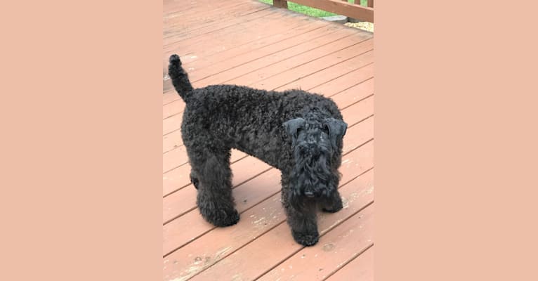 Lorcan, a Kerry Blue Terrier tested with EmbarkVet.com