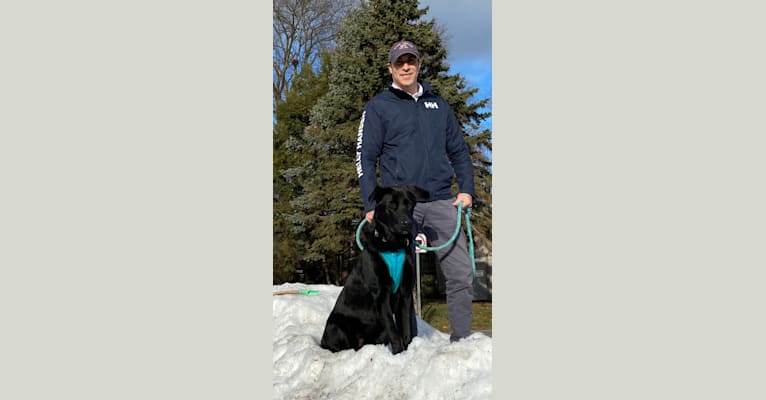 Otto (Othello), a German Shepherd Dog and Newfoundland mix tested with EmbarkVet.com