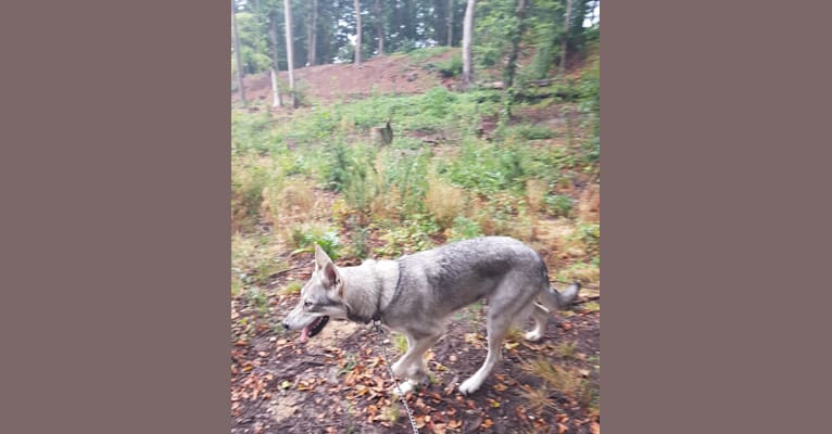 Ishtar (Estrella v.d. Scheldeschorre), a Saarloos Wolfdog tested with EmbarkVet.com