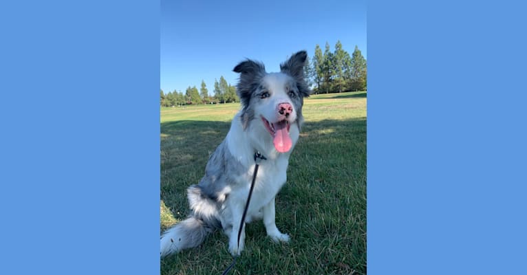 Ace, a Border Collie tested with EmbarkVet.com