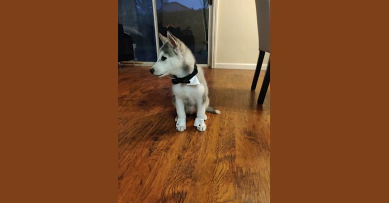 Rocky, a Siberian Husky and German Shepherd Dog mix tested with EmbarkVet.com