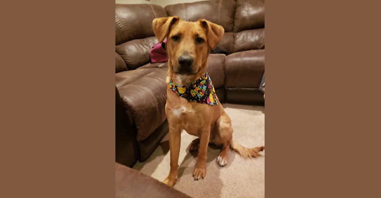 Hamilton, an American Pit Bull Terrier and Labrador Retriever mix tested with EmbarkVet.com