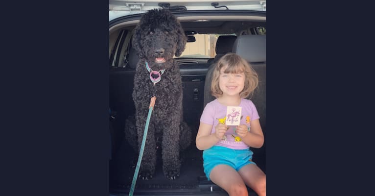 Holger, an Aussiedoodle tested with EmbarkVet.com