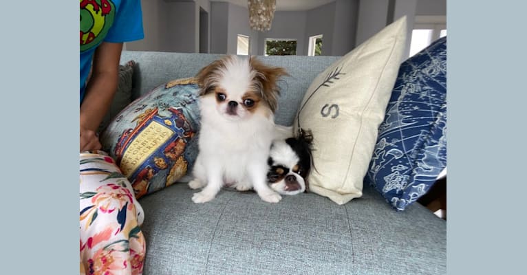 Lady, a Japanese Chin tested with EmbarkVet.com