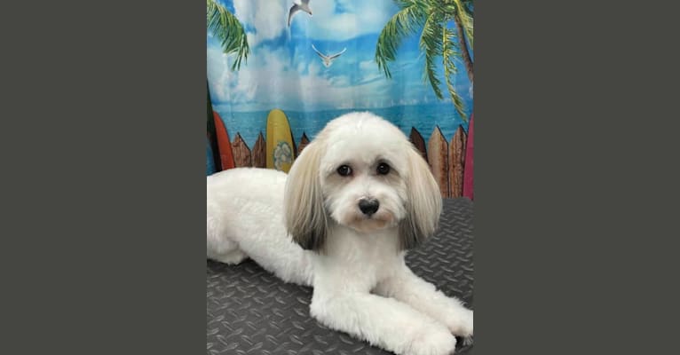 Liam, a Havanese tested with EmbarkVet.com