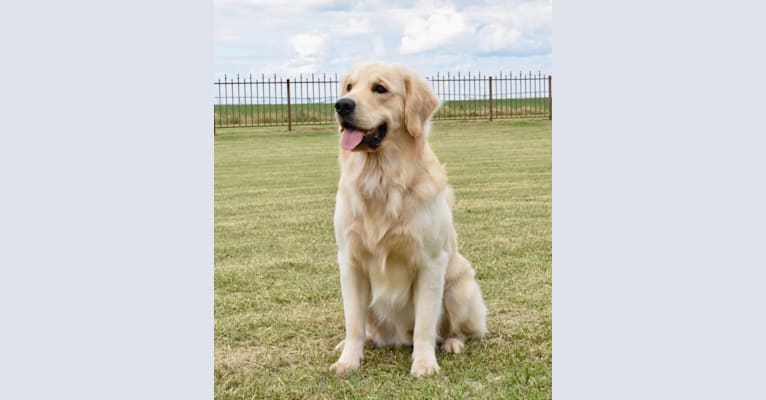 Golden retriever shop dna test