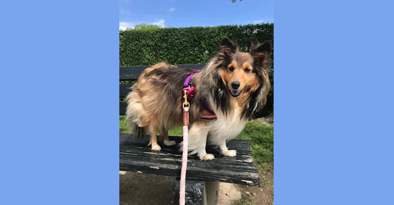 Feather, a Shetland Sheepdog tested with EmbarkVet.com