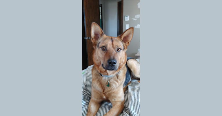 Arlo, an Alaskan Malamute and American Pit Bull Terrier mix tested with EmbarkVet.com