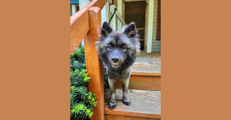 Duchess Lilly Puff Brown, a Keeshond tested with EmbarkVet.com