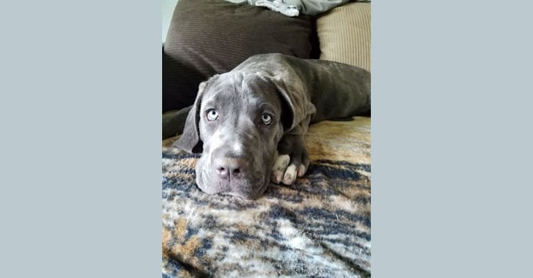 Luna, a Neapolitan Mastiff and Cane Corso mix tested with EmbarkVet.com