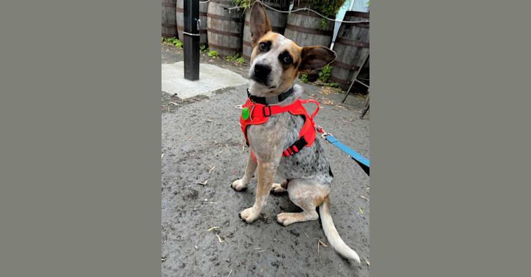 Nacho, an Australian Cattle Dog and American Pit Bull Terrier mix tested with EmbarkVet.com