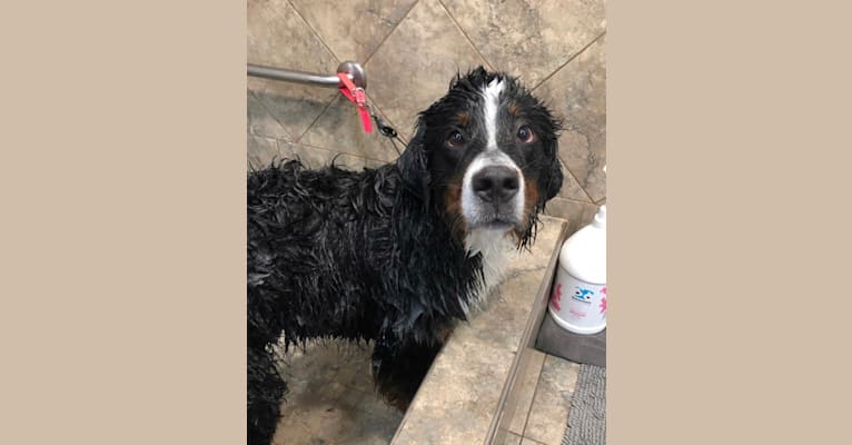 Denny, a Bernese Mountain Dog tested with EmbarkVet.com