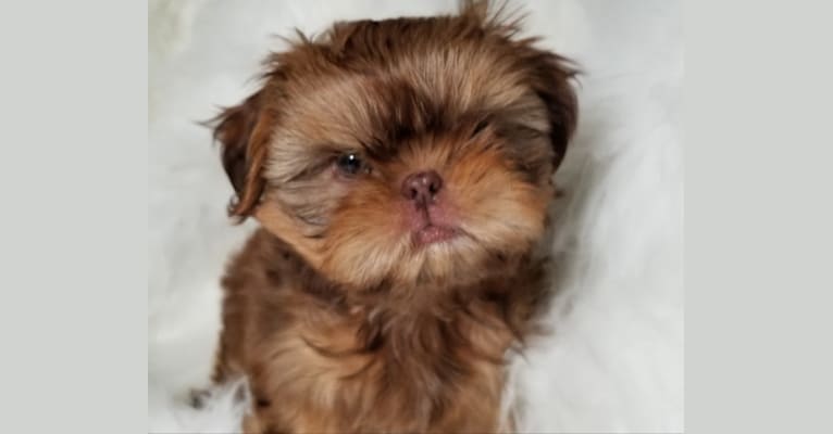 Eros, a Shih Tzu tested with EmbarkVet.com