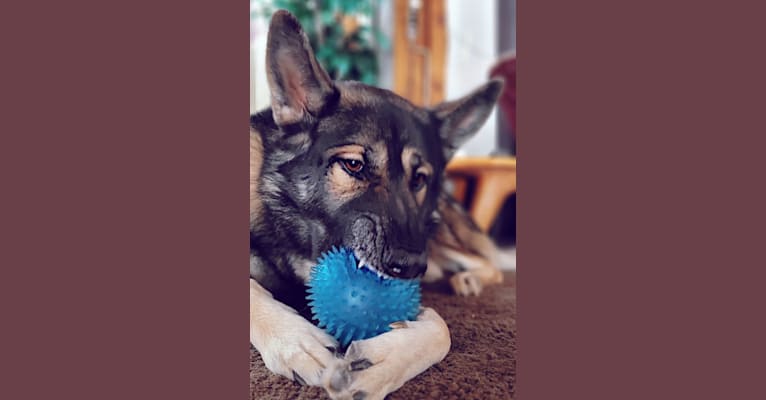 Tundra, a German Shepherd Dog and Great Pyrenees mix tested with EmbarkVet.com
