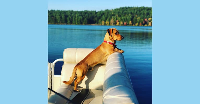 Asher, a Dachshund and Chihuahua mix tested with EmbarkVet.com