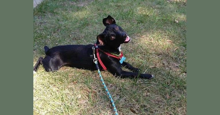 Summer, a Russell-type Terrier and American Pit Bull Terrier mix tested with EmbarkVet.com