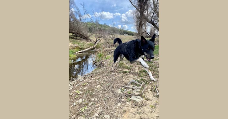 Photo of Murphy, an Australian Cattle Dog, Great Pyrenees, and Border Collie mix in Nevada, USA