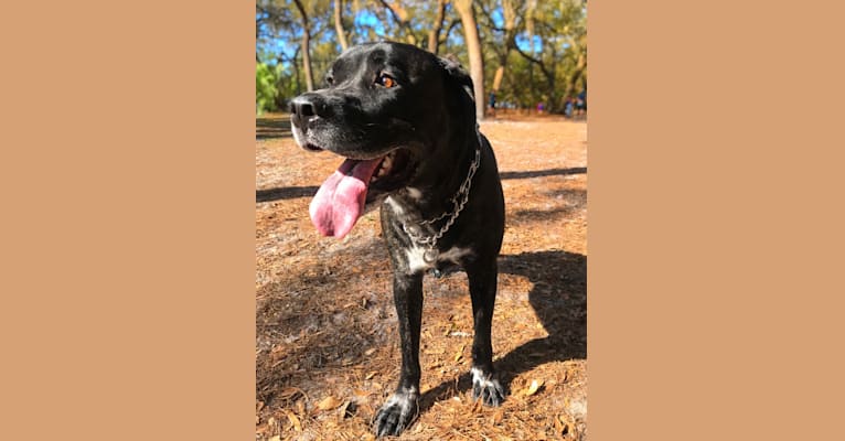 Hank, a Saint Bernard and Cane Corso mix tested with EmbarkVet.com