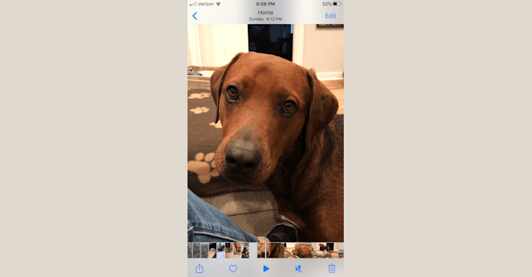 Rottweiler redbone coonhound mix top