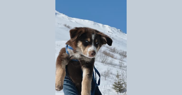 Mac, an Alaskan-type Husky and Labrador Retriever mix tested with EmbarkVet.com