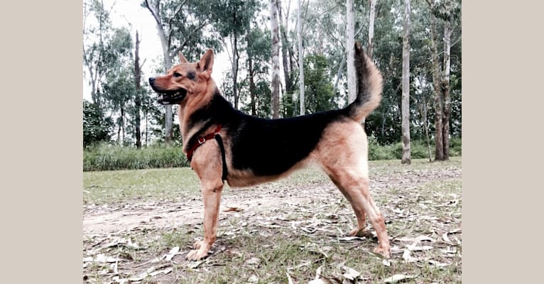 Dudud, a Hong Kong Village Dog tested with EmbarkVet.com