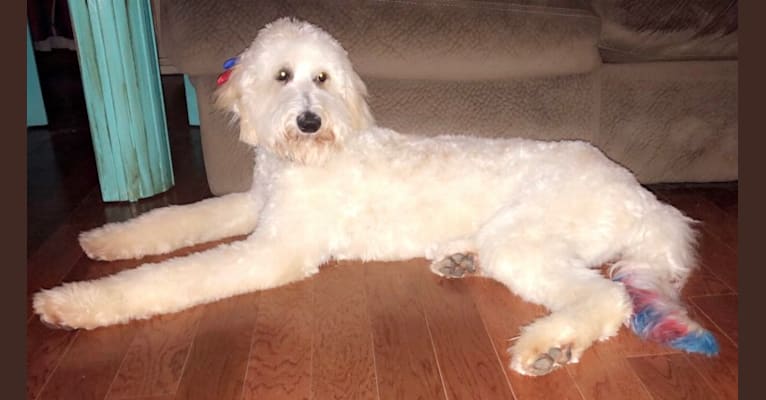 Poppie, a Poodle (Standard) tested with EmbarkVet.com