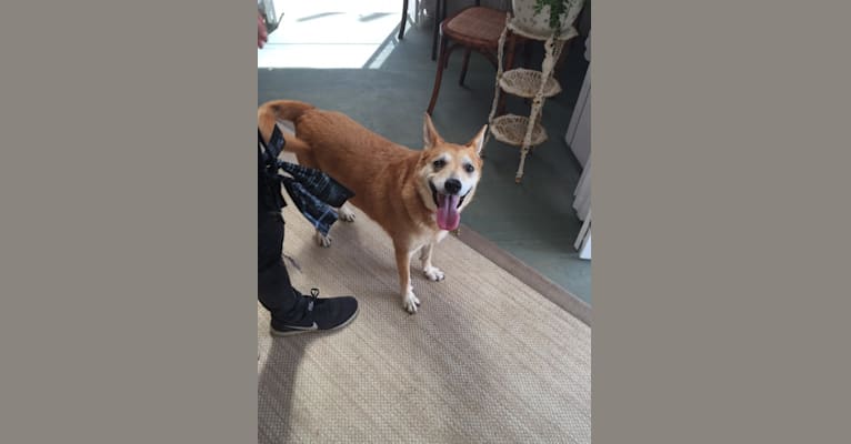 Bella, an Australian Cattle Dog and American Eskimo Dog mix tested with EmbarkVet.com