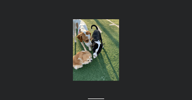 Texie, a Pointer and Llewellin Setter mix tested with EmbarkVet.com