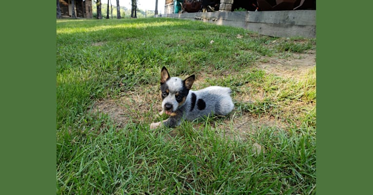 Dottie, an Australian Cattle Dog tested with EmbarkVet.com