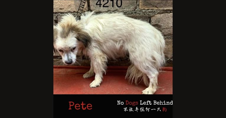 Pete, a Chinese Village Dog and Pekingese mix tested with EmbarkVet.com