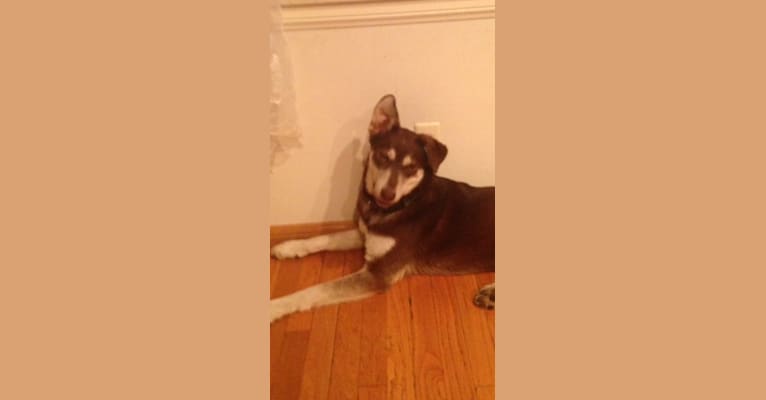 Penny, a Labrador Retriever and Siberian Husky mix tested with EmbarkVet.com