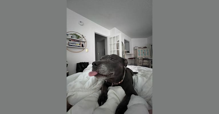 Photo of Rosie, a Staffordshire Bull Terrier  in Forney, TX, USA