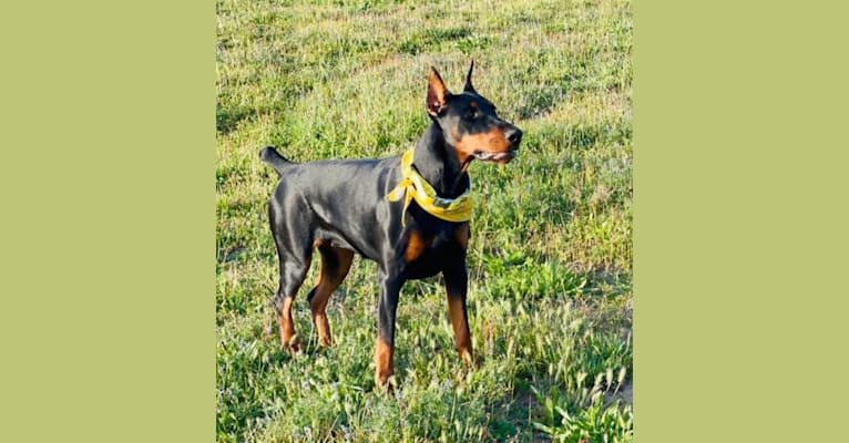 Fruita, a Doberman Pinscher tested with EmbarkVet.com