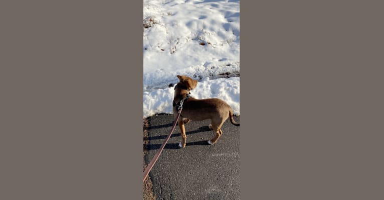 Daisy Mae Harrington III, an American Pit Bull Terrier and Rottweiler mix tested with EmbarkVet.com