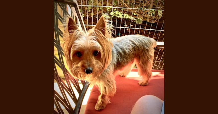 Oliver, a Yorkshire Terrier tested with EmbarkVet.com