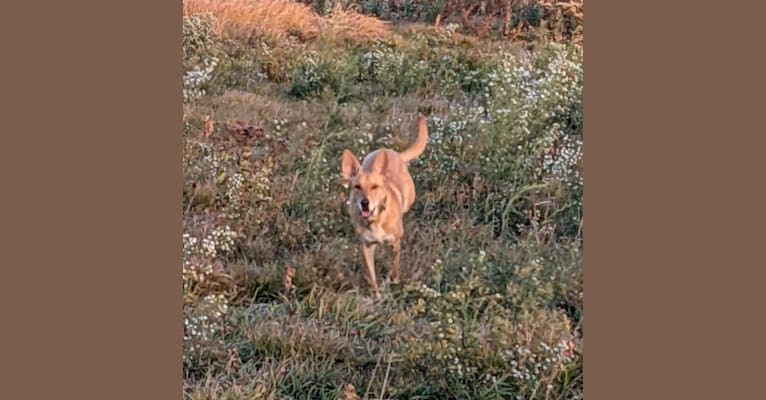 Jane, an Australian Cattle Dog and Australian Shepherd mix tested with EmbarkVet.com