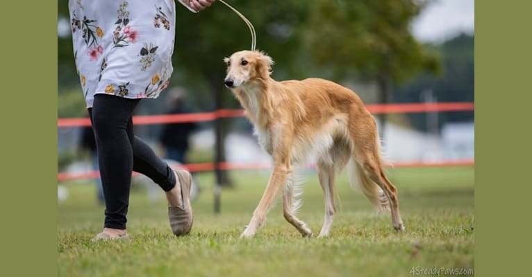 Starr, a Silken Windhound tested with EmbarkVet.com