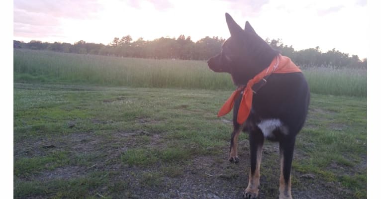 Cassie, a German Shepherd Dog and Border Collie mix tested with EmbarkVet.com