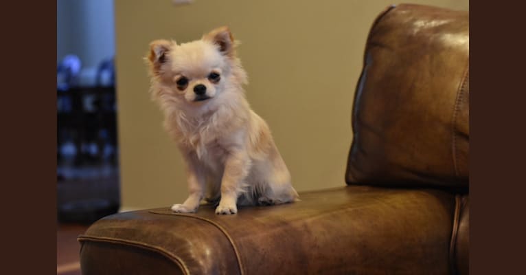 Nitro, a Chihuahua tested with EmbarkVet.com