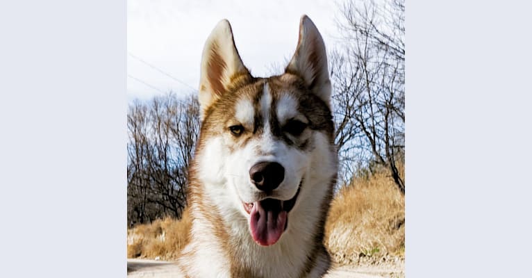 Watson, a Siberian Husky tested with EmbarkVet.com