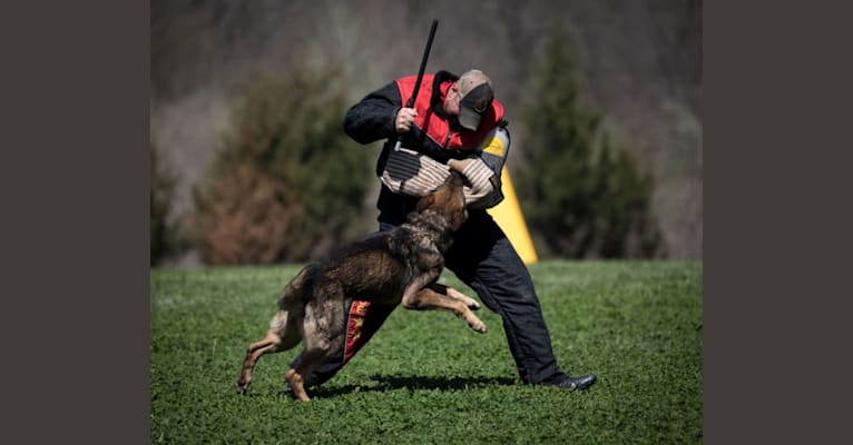 AKIM, a German Shepherd Dog tested with EmbarkVet.com