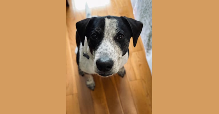 Bento, a Golden Retriever and Australian Cattle Dog mix tested with EmbarkVet.com